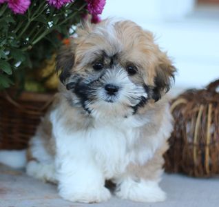 Home Page For Timbercreek Puppies Shihpoo Puppies For Sale