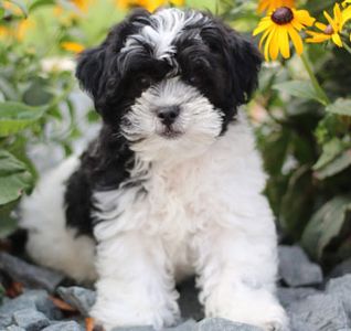 Home Page For Timbercreek Puppies Shihpoo Puppies For Sale