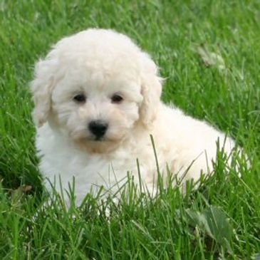 Shichon puppies for sale, shihtzu bichon puppies, Teddybear puppies for sale, shichon breeder, Puppy