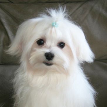 maltipoo puppy for sale, poodle maltese puppy, maltipoo breeder, maltipoo puppies for sale.