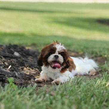 Shihtzu Bichon puppies, Shihtzu mix puppies, Bichon mix puppies, Timbercreek Shichon puppies, 