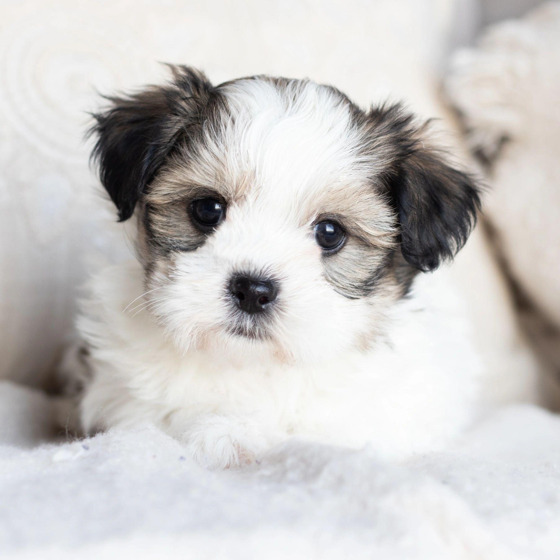 Shichon Puppies Half Shih Tzu Half Bichon Zuchon Puppies Bichon