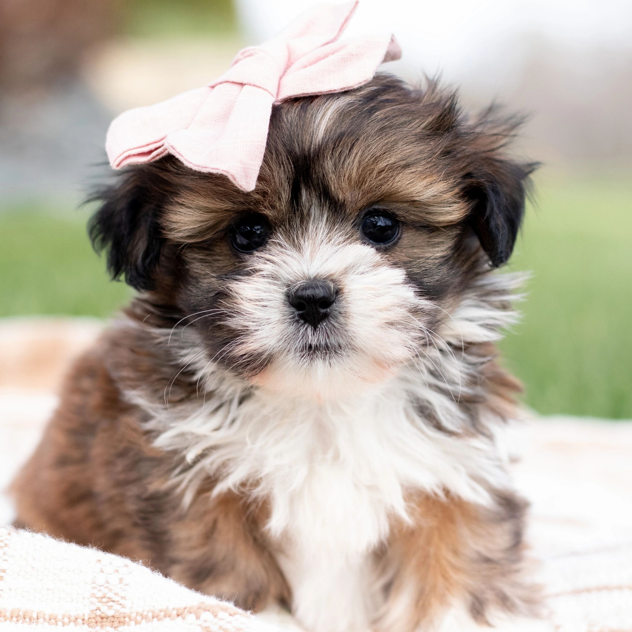 Bichon Frise Shichon Puppies Teddy Dog Price Mom's Teddy Bear Tzu