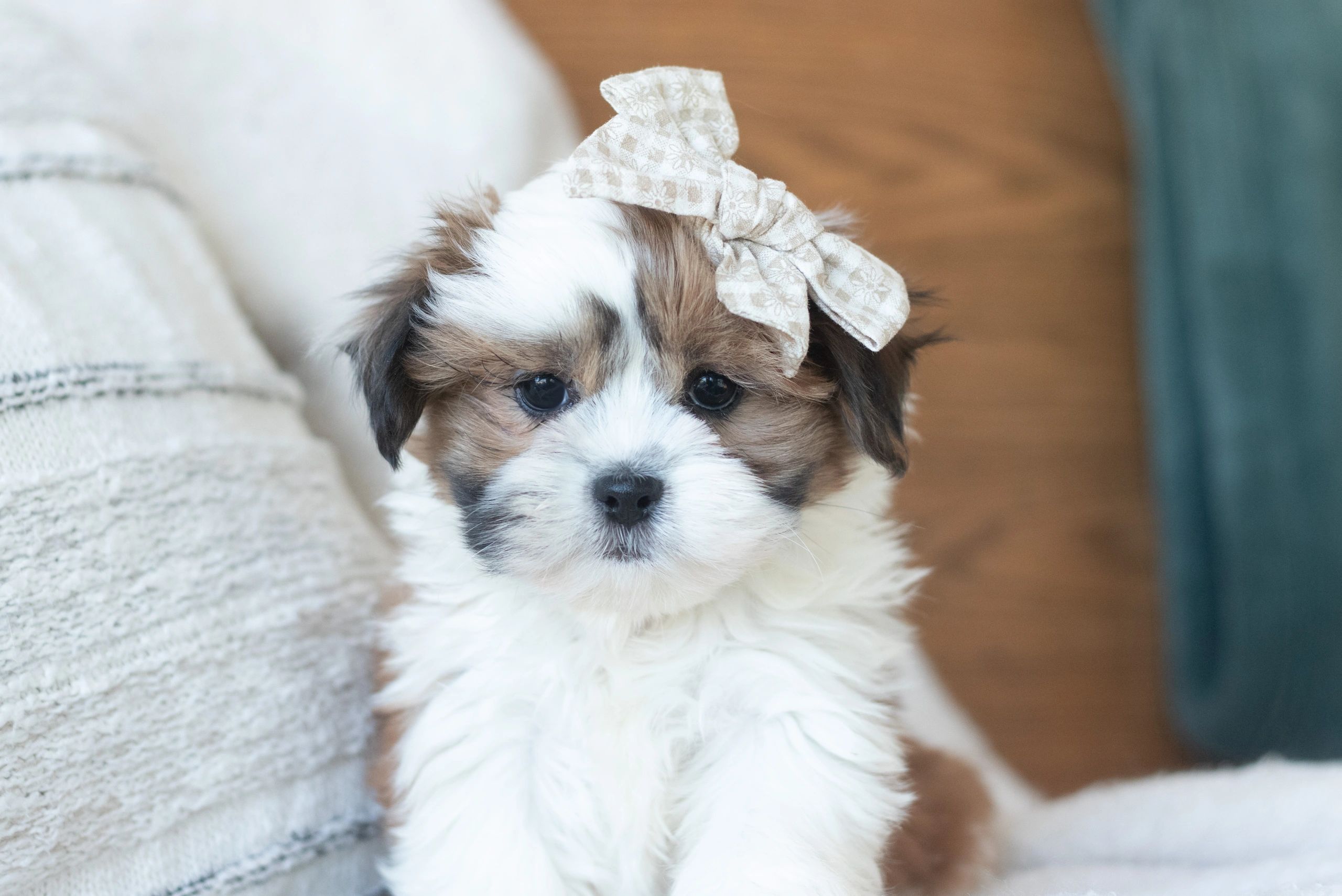 Shih Tzu Bichon Mix (Shichon) Guide: Care, Traits & Tips