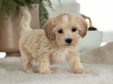 maltipoo puppy for sale, poodle maltese puppy, maltipoo breeder, maltipoo puppies for sale.