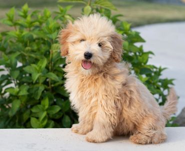 maltipoo puppy for sale, poodle maltese puppy, maltipoo breeder, maltipoo puppies for sale.