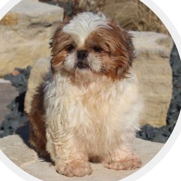 Shichon puppies for sale, shihtzu bichon puppies, Teddybear puppies for sale, shichon breeder, Puppy