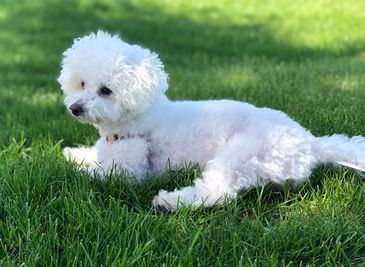 Shichon puppies for sale, shihtzu bichon puppies, Teddybear puppies for sale, shichon breeder, puppy