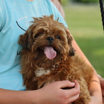 Shichon puppies for sale, shihtzu bichon puppies, Teddybear puppies for sale, shichon breeder, puppy