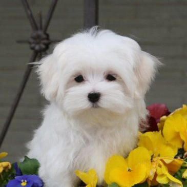 maltipoo puppy for sale, poodle maltese puppy, maltipoo breeder, maltipoo puppies for sale.