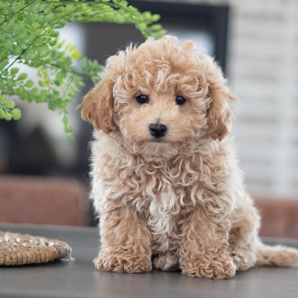 TimberCreek Puppies - Shichon, Shihpoo, Maltipoo