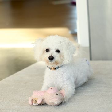 Shichon puppies for sale, shihtzu bichon puppies, Teddybear puppies for sale, shichon breeder, puppy