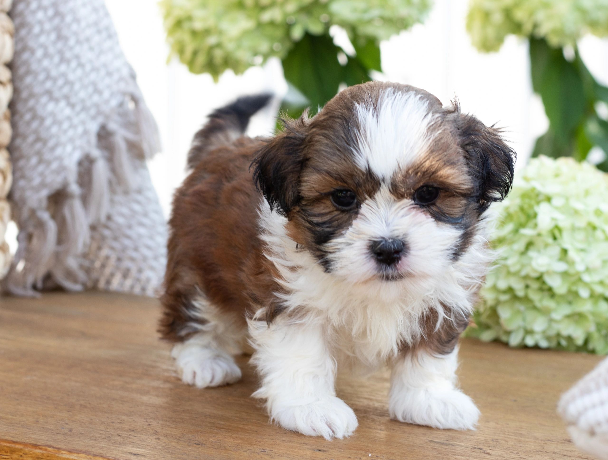 Shichon, Zuchon Or Teddybear Puppies For Sale - Timbercreek Puppies