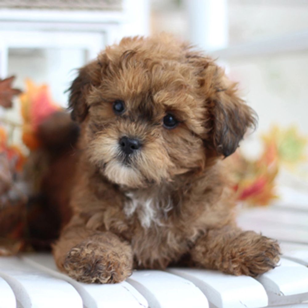 TimberCreek Puppies - Shichon, Shihpoo, Maltipoo