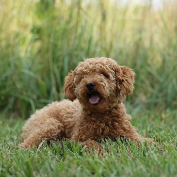 maltipoo puppy for sale, poodle maltese puppy, maltipoo breeder, maltipoo puppies for sale.