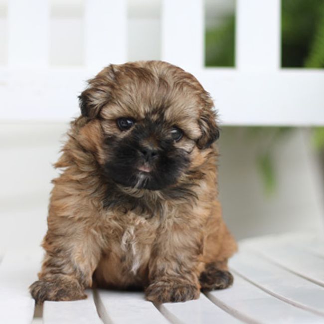 79+ Maltese Dog Black And Brown