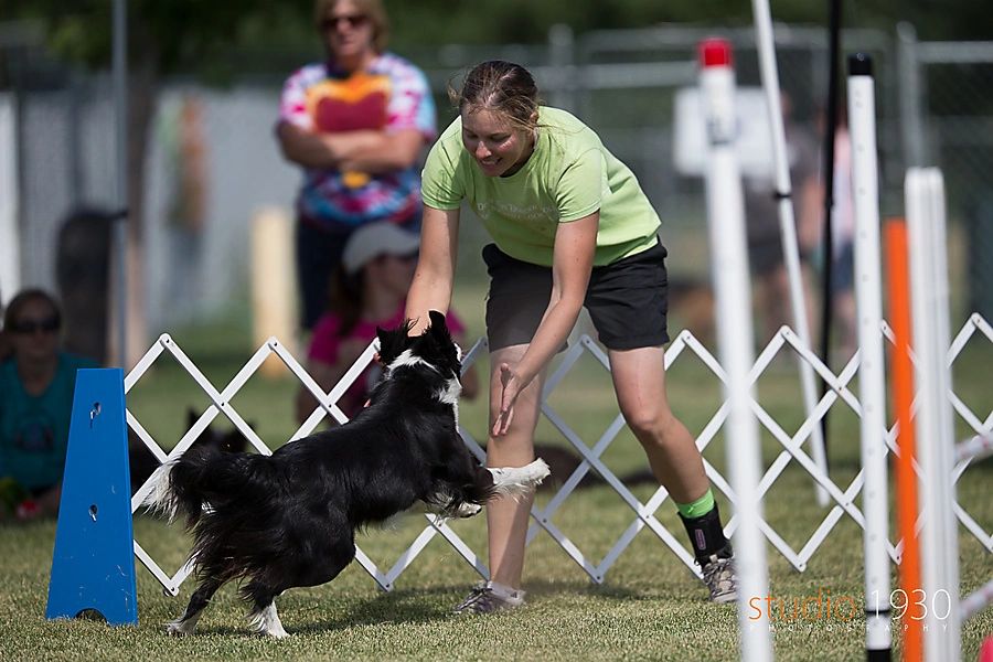 agility dog sport