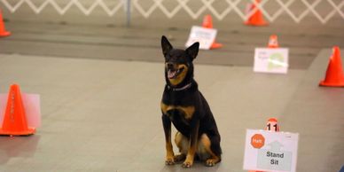 Akc rally obedience best sale