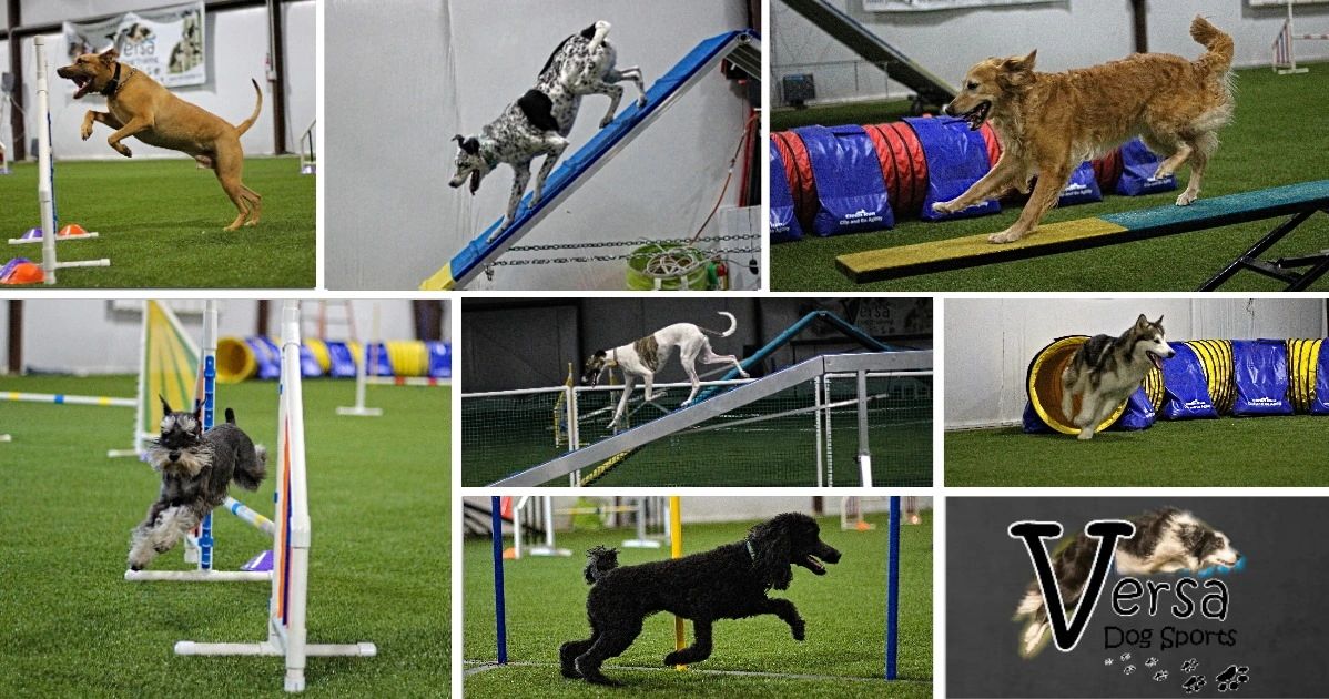 How to Train Your Dog in Agility Sports