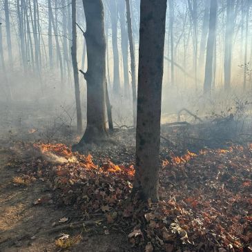 A small forest fire burning dry leaves on the ground among trees.