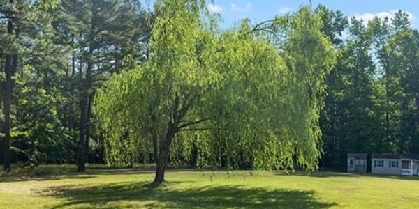 Willow tree surrounded by grass with a blue sky.