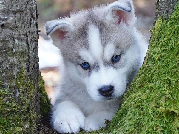 Gray and white puppy with blue eyes in between branches of a moss-covered tree