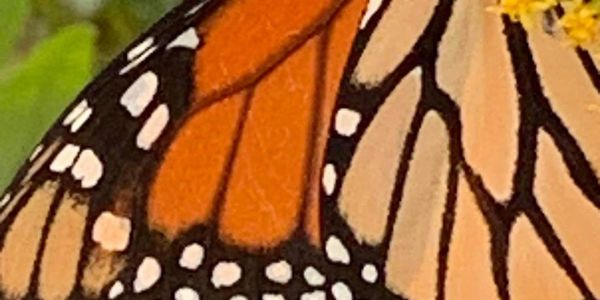Close-up of a vibrant monarch butterfly wing with orange, black, and white patterns.