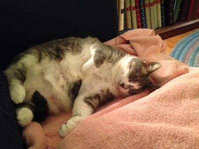 The original "Crystal Cat" - Ellie -doing what she loves, sleeping!