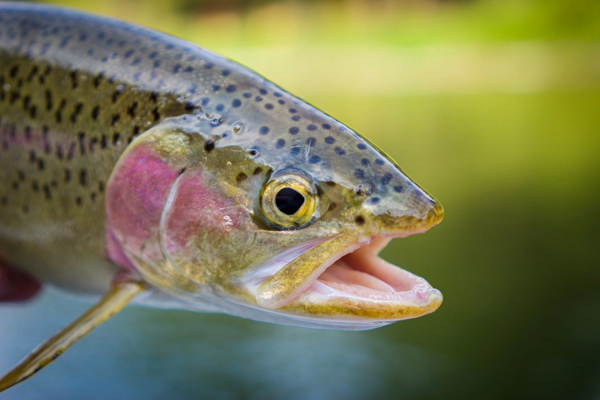 missoulaflyfishingoutfitters.com