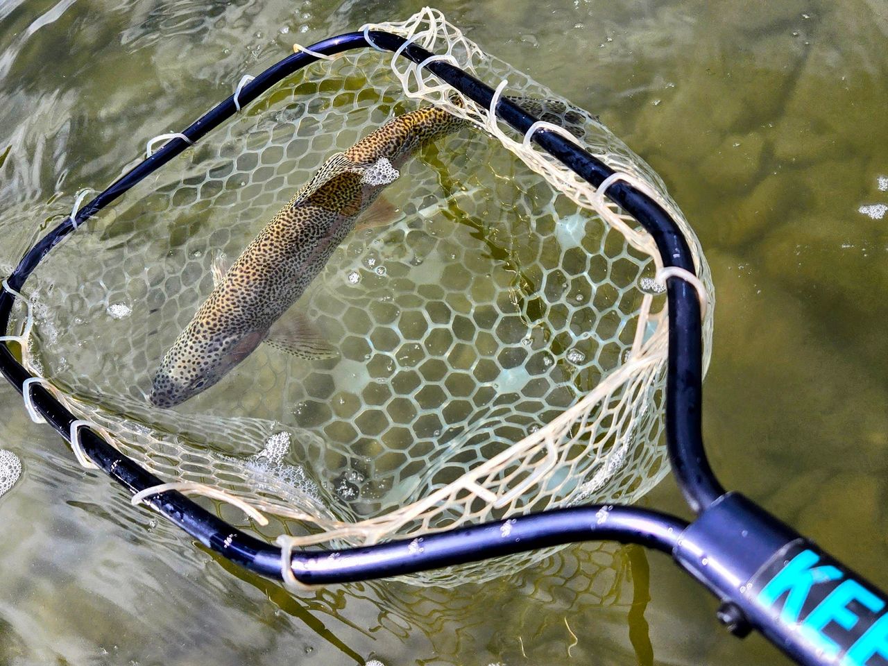 anglr tackle bag Squall 3700 with Bait Binder Color:UV Rasta Goose and tackle trays included! Shimano Cardiff 400A Corvalus Pressure Series