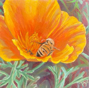 Honey bee on a California poppy.