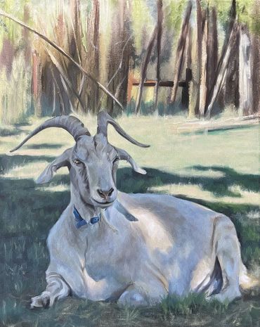 Goat sitting in the shade