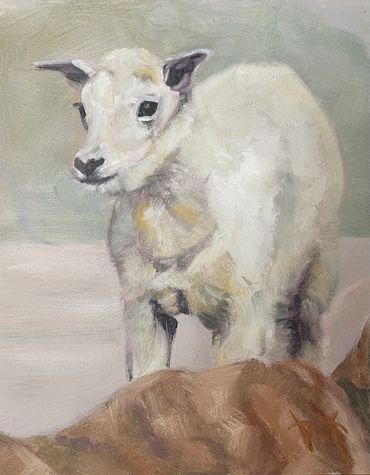 Mountain goat kid (baby goat)