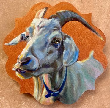 A white goat sticking its tongue out