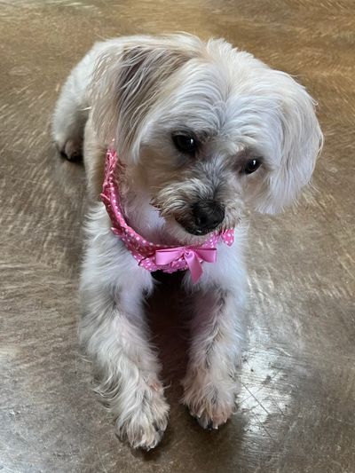 Small white dog wearing a pink bow collar, lying down.