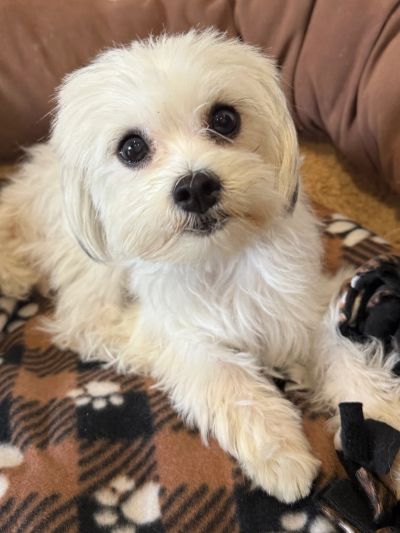 Cute small white dog lying on a patterned blanket.