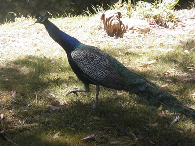 Peacock walking in grass