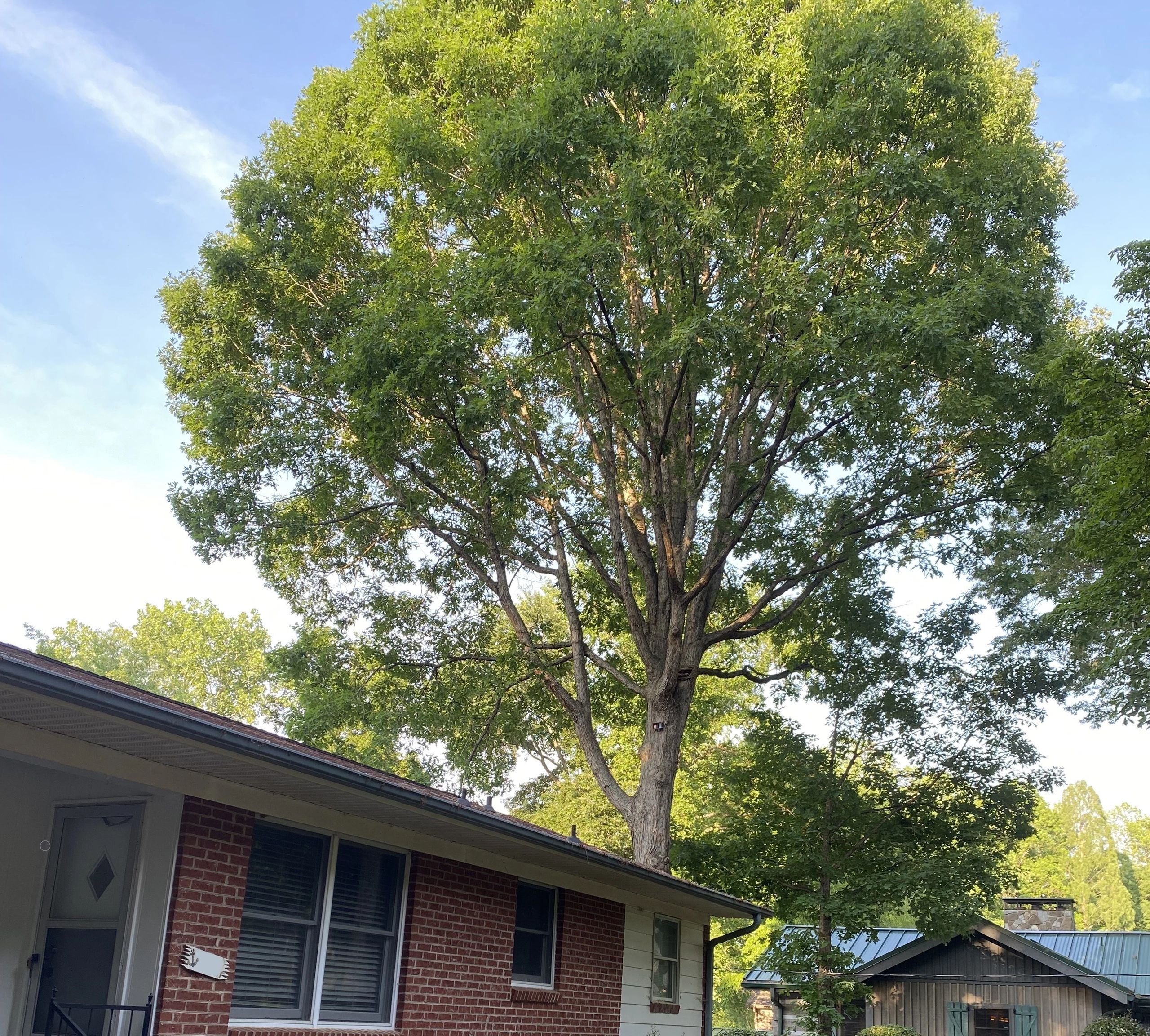 Arbor Alert Tree Alarm