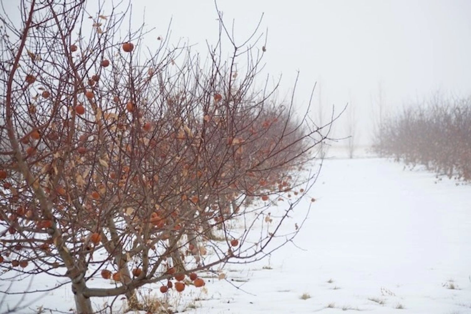Little Sioux Orchard Apple Orchard in Okoboji Milford, Iowa