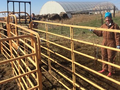 Sharon working cattle—yes this is dirty work!