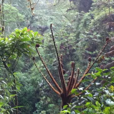 TREE FERN