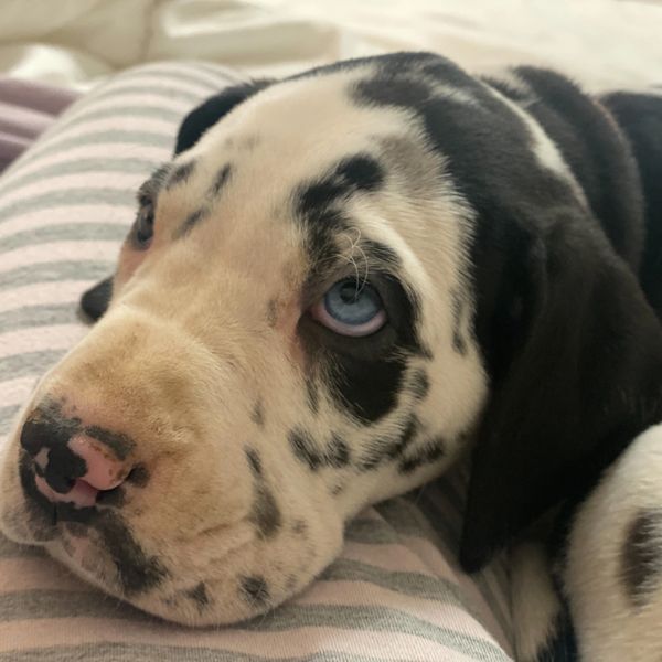 Harlequin Great Dane