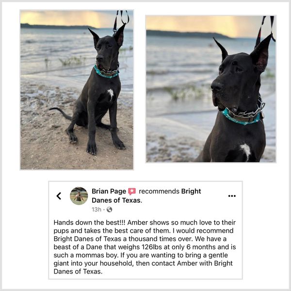 Great Dane reviews