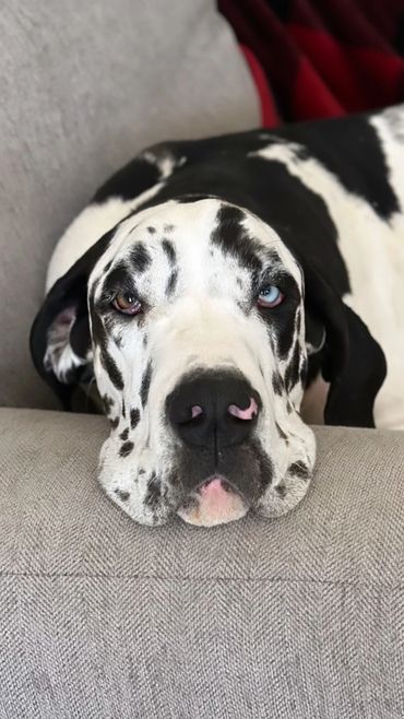 Harlequin Great Dane 