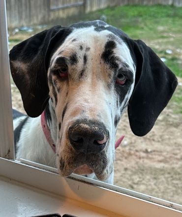 Claire is a female harlequin Great Dane. 