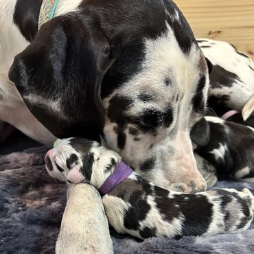 Great Dane Litter 