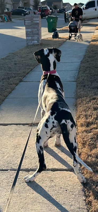 Claire is a beautiful harlequin Great Dane female