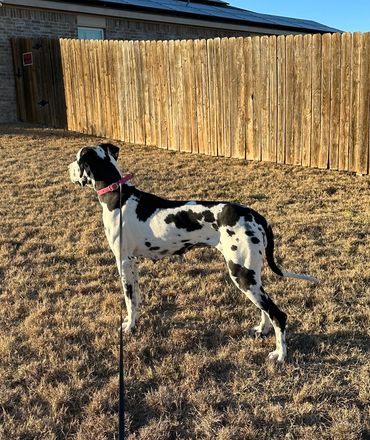Harlequin Great Dane playing outside
