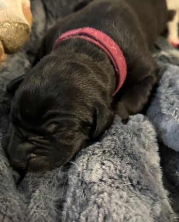 Great Dane puppies 