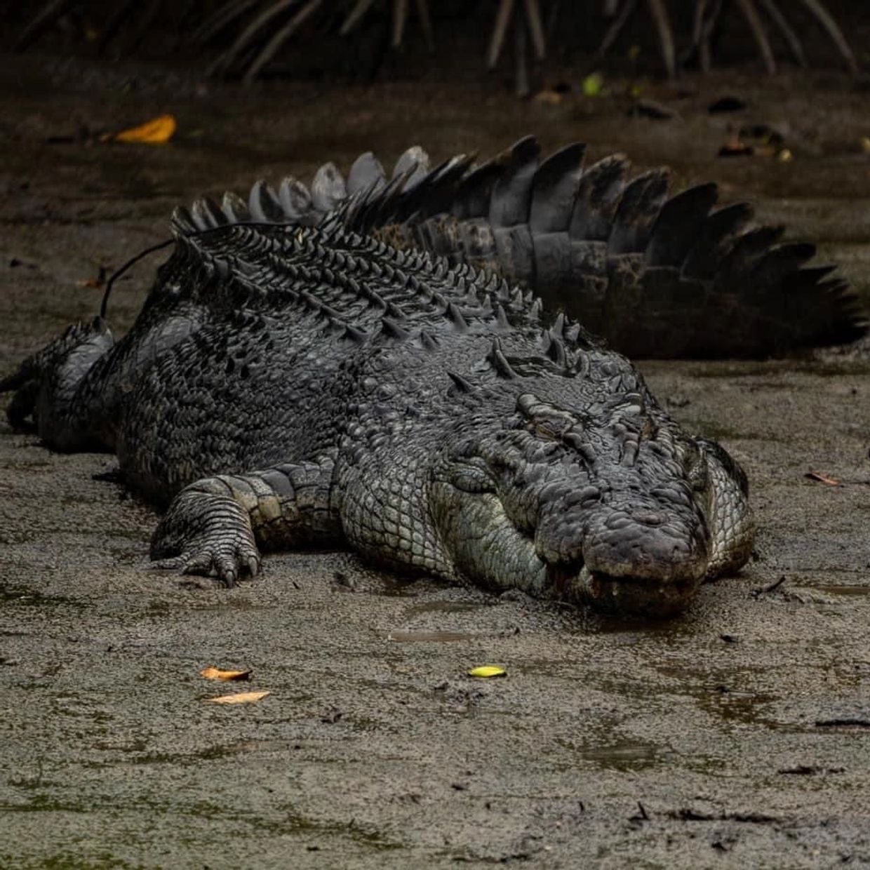 Salt Water Crocodile 